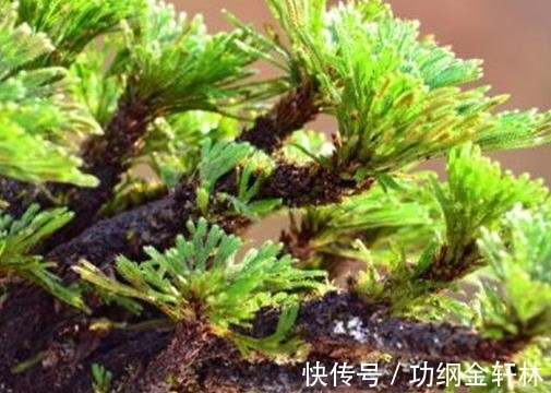 世界上最有趣的植物排名，面包树营养丰富，生石花圆润好看