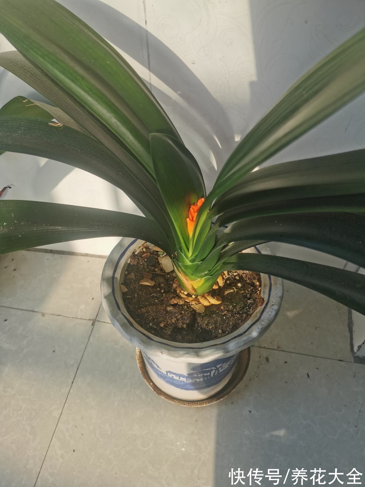 认清君子兰“2个信号”，花箭嗖嗖向外拔，开春就呼呼开花