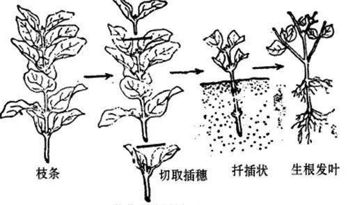 零成本将90地球植物种在阳台上 ，台长教你水陆两栖扦插法