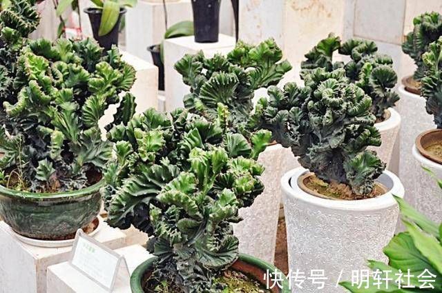 聪明人养这2种盆景,样子不招喜欢,寓意却极好,净化空气效果好