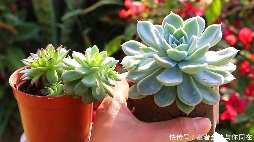 养多肉怎么争“天时地利”盆栽做到4点，叶子全年糖果色