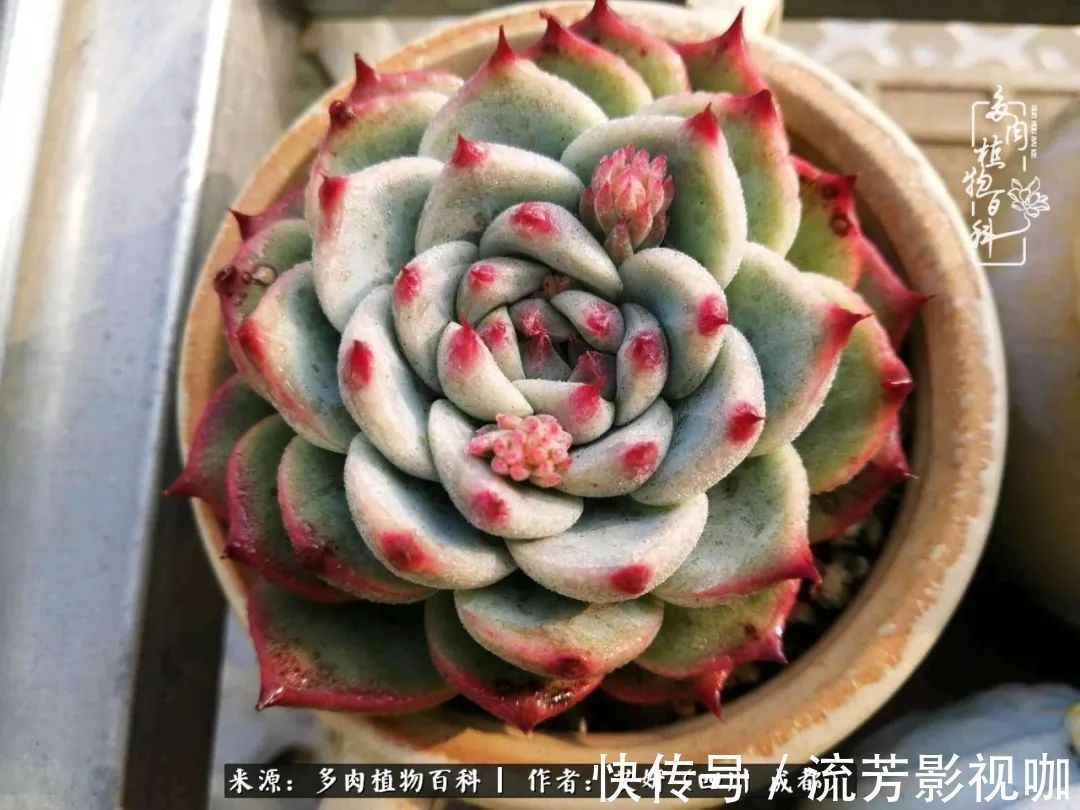 多肉|人生有时候就像多肉,不是不出彩,只是经历的时光还不够!