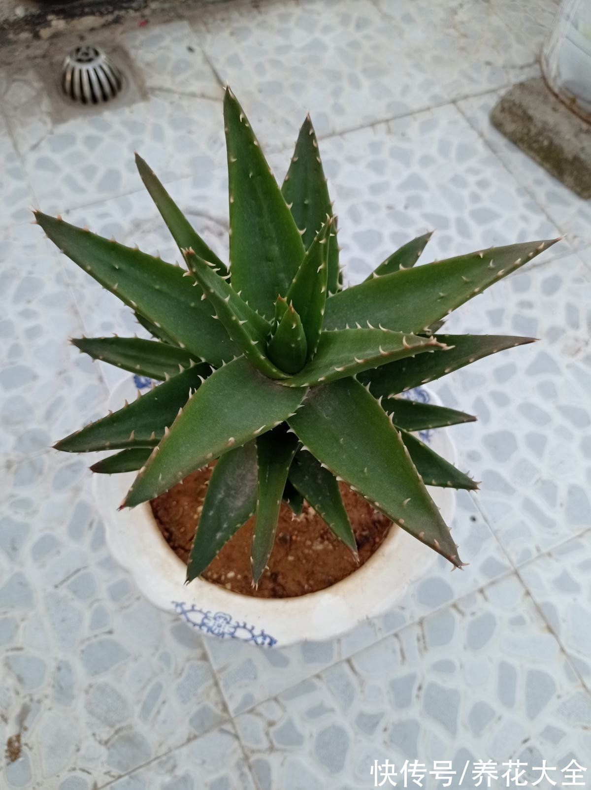 6种花冬天别浇水,浇多了就烂根,管住手最重要