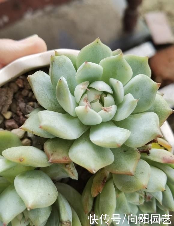 差别|好端端的多肉,到你手里变成绿青菜,环境有差别,多肉会变色