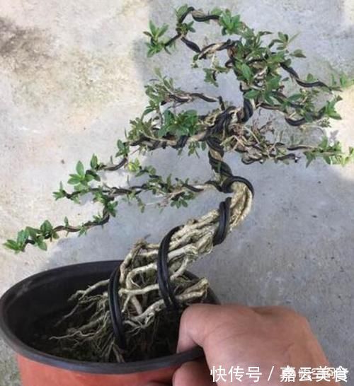 植物|晒一晒你认为养得最好的盆栽,并说一说你是怎么养的?