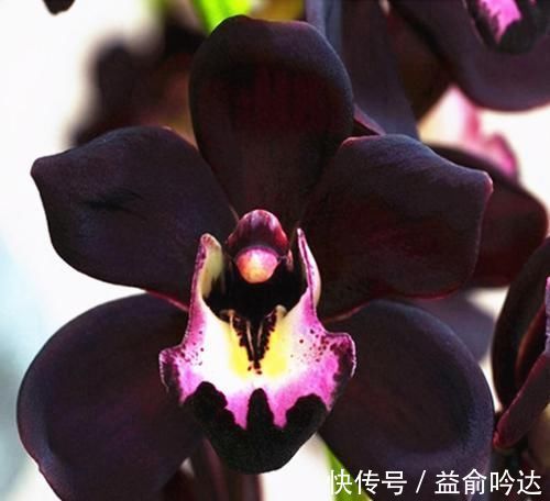 神秘兰花“黑雪姬”,香味扑鼻,养护简单,百看不厌、百赏不倦