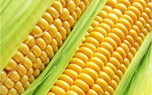 紫菜|女人患上子宫肌瘤, 别急着切! 多吃这6种食物，让肌瘤慢慢消失