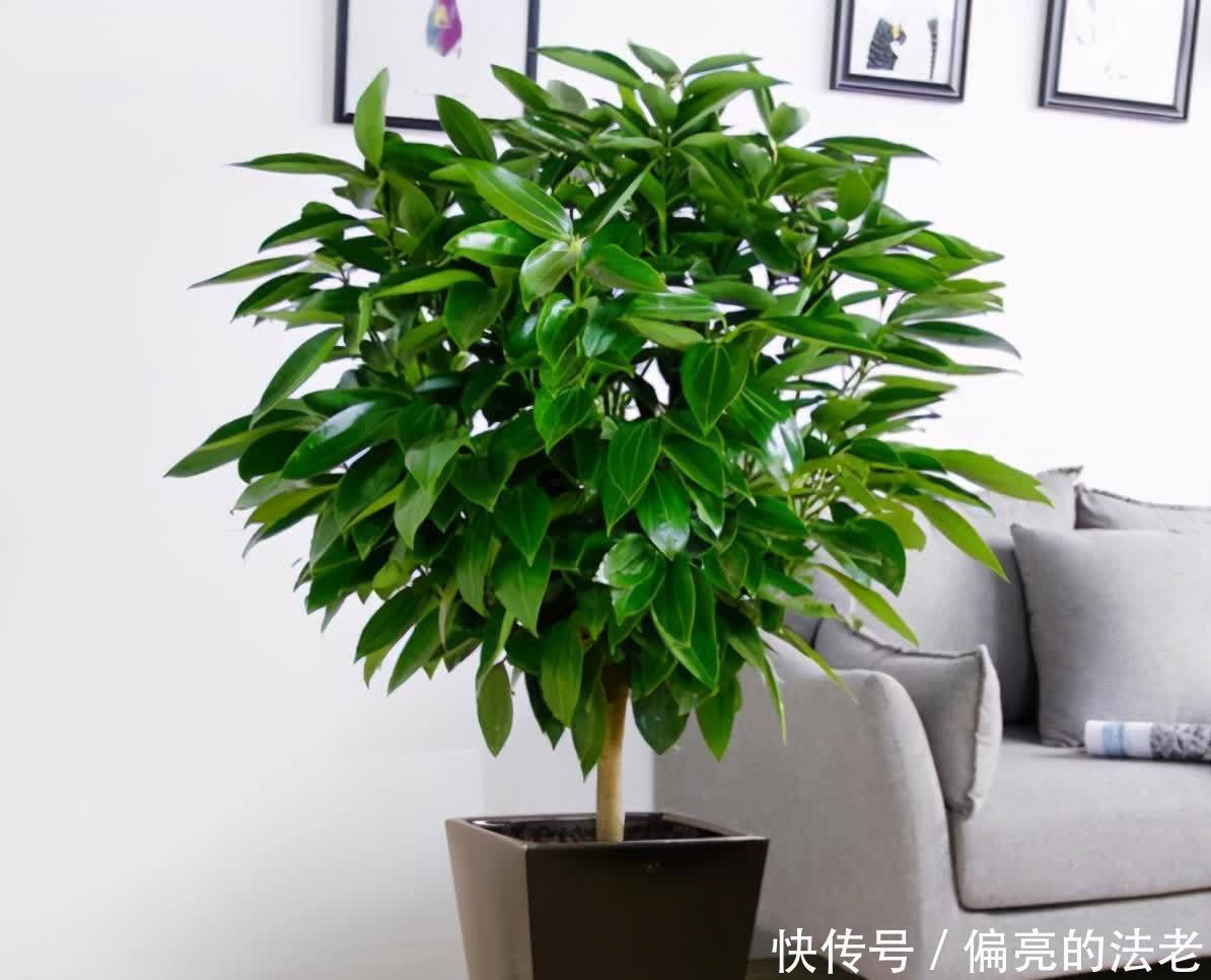 4种花,不分季节,什么时候都可以养,摆在室内最合适