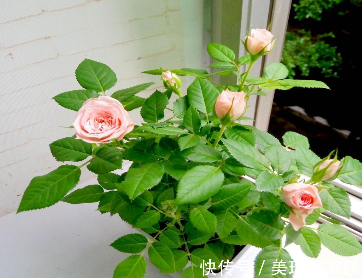 珍珠岩|甭淘汰养花旧土,这么一处理添加,不用多花钱土质就变好了