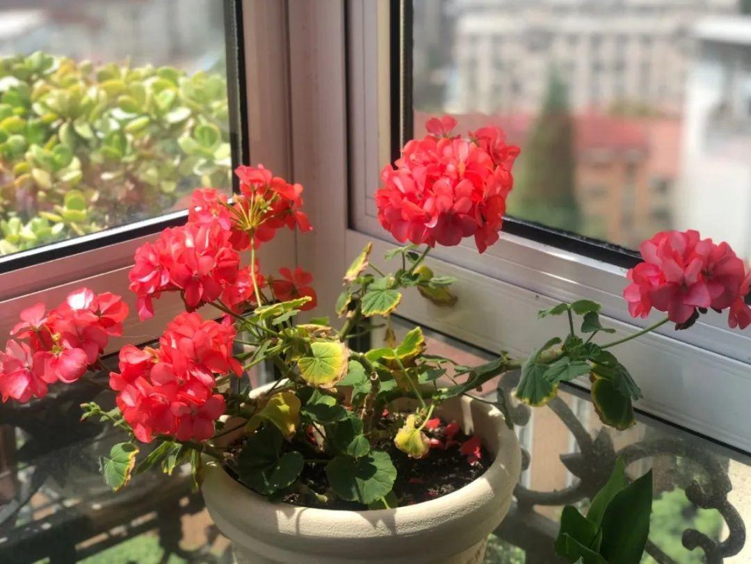 家里有这7种花，少浇水、不能晒，天热要休眠！