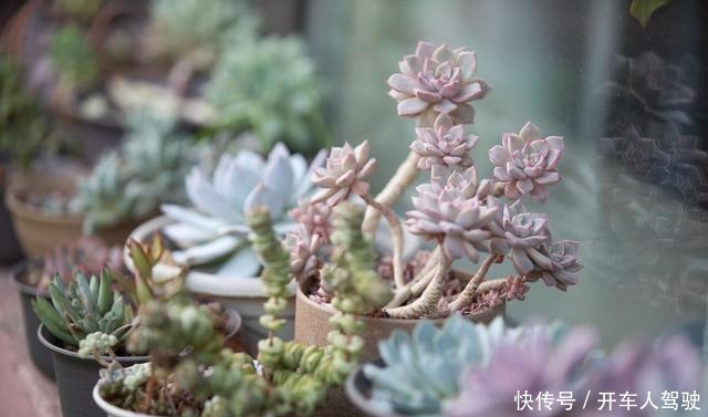 冬天的多肉有5怕,避开了,各个养成“彩虹糖”!