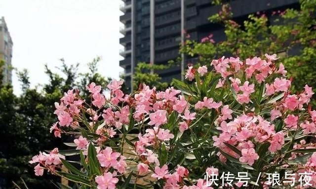 夹竹桃10片叶就可能要人命!为何还成为大城市“烂大街”的植物?