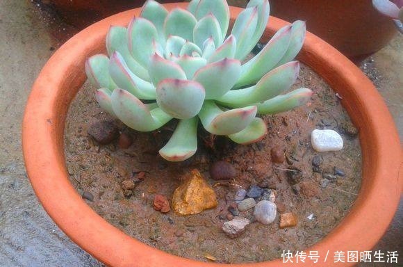 死党在农村屋顶露养多肉,好想搬几盆回家!死党在农村屋顶露养多肉,好想搬几盆回家!