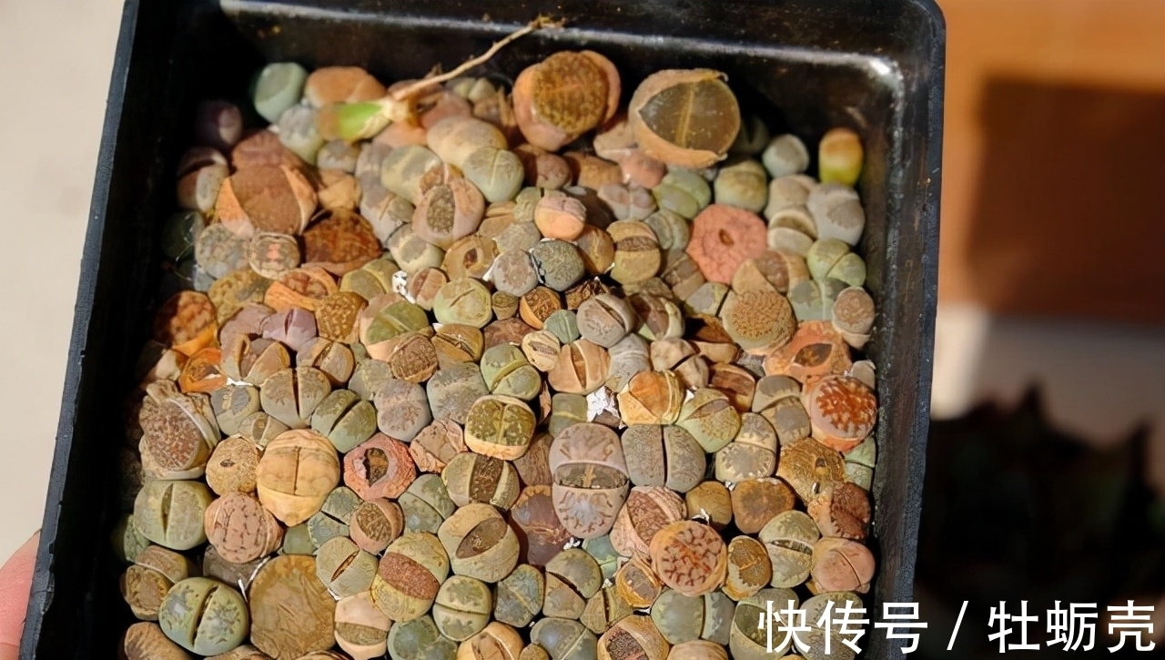 这6种花不能长太高,一长高就得赶紧剪,越矮才能越漂亮