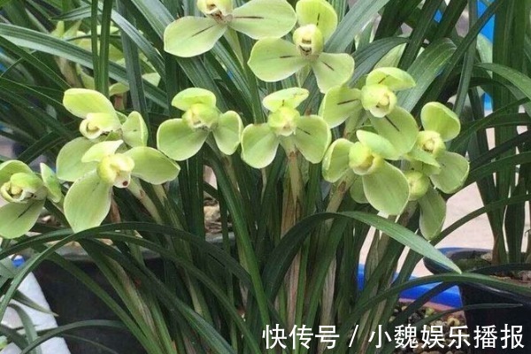 花生壳|家家都有的“4种壳”,花盆里加点,嗖嗖长爆盆,都是养花好肥料