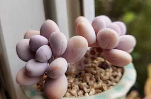 给桃蛋老桩多肉配盆是技术活，配好了锦上添花，配不好则影响颜值