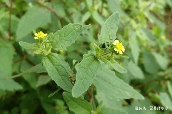 野草|豨莶草因长得丑被嫌弃，若遇到请珍惜，价值非常大，迟早用得到