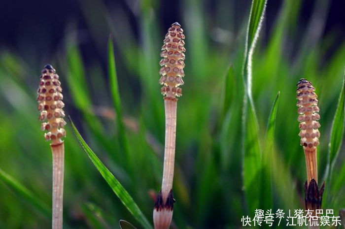 缺德草|农村这种野草，能吸附土里黄金，农民讨厌它，殊不知价值很高