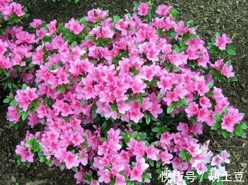 冬天养杜鹃花,了解掌握3个要点,顺利春化,来年开出层叠群花!