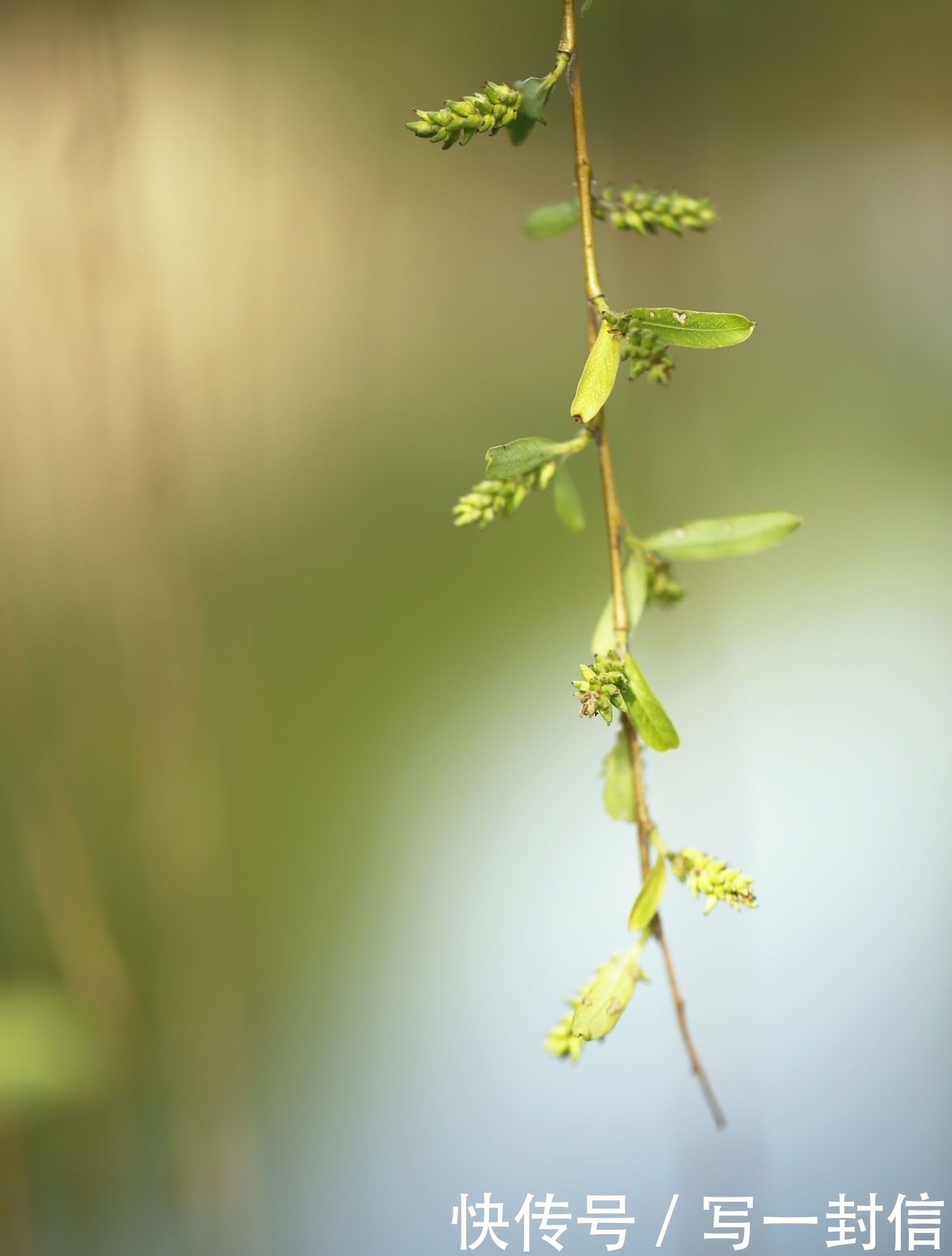 春雨#盛唐春色有多迷人?这四首诗篇篇都是千古名句