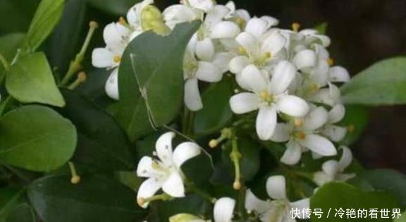 5种盆栽花卉,比香水还香,家里养1盆空气清新,太香了