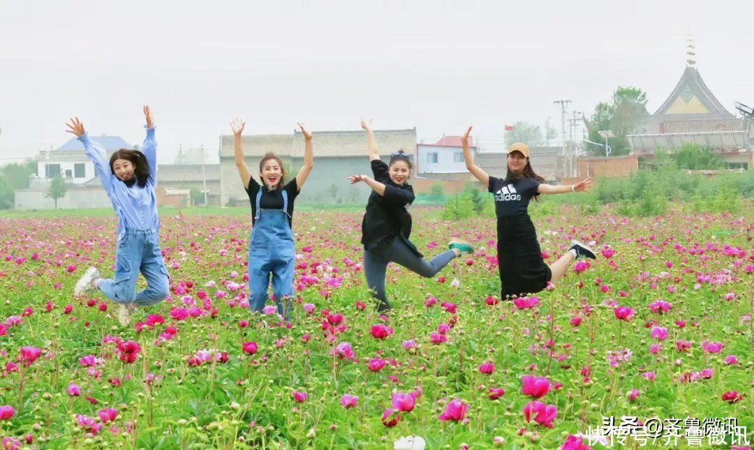 芍药|六月至，“花相”芍药笑迎宾