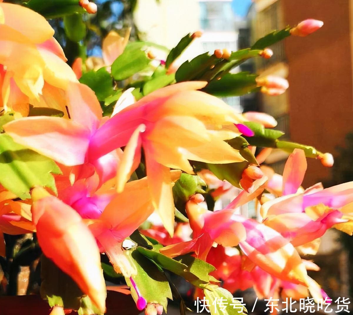 人养花,花亦养人,能促进“睡眠”的9种花,卧室再小也要养