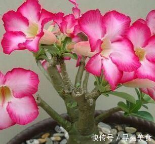 绿植|这三种绿植最适合忙人养，不用照顾的太好，自己就能蹭蹭长不停