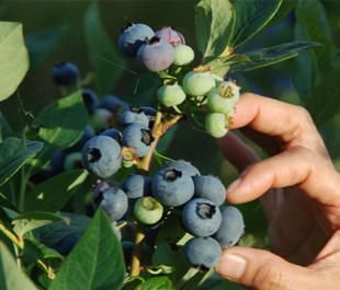  无花果|此几种水果别买了，在花盆就能种，几个月就挂满果，一摘一箩筐