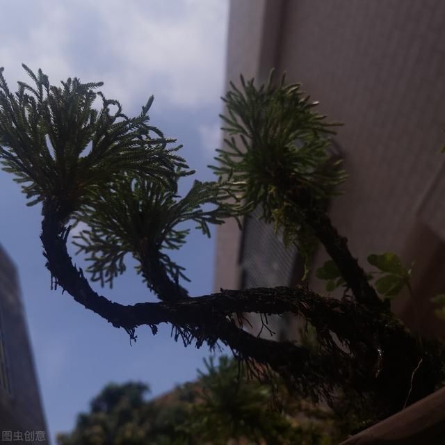 6种便宜花,用心养一年,麻雀变凤凰,越养越精贵