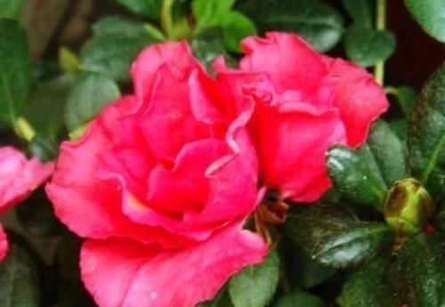 阳台|秋天,最适合扦插4种花,沾土就活,一次扦插50盆,开满阳台!