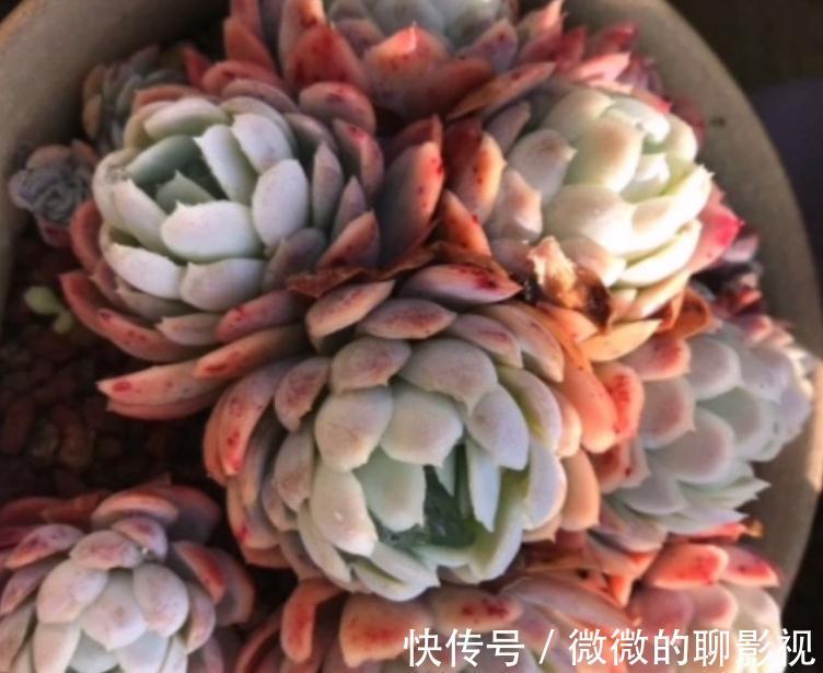 闻香识女人,大家闻过多肉淡淡的的香味吗?