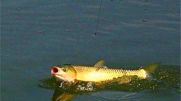 鱼钩|野钓如何运用长短子线,以及子线粗细选择的一些方法