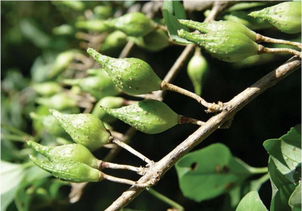 连翘盆景的鉴赏与造型制作，倾囊相授，值得珍藏