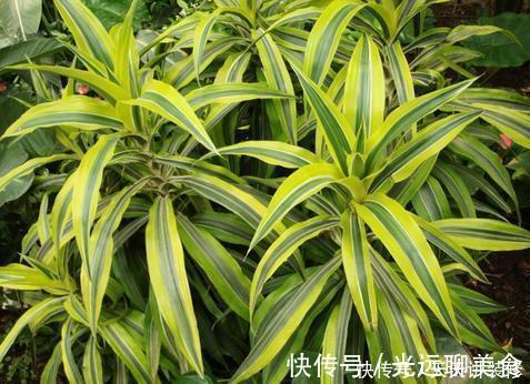 13种耐阴花卉，光照不足也能生长旺盛，开花茂密