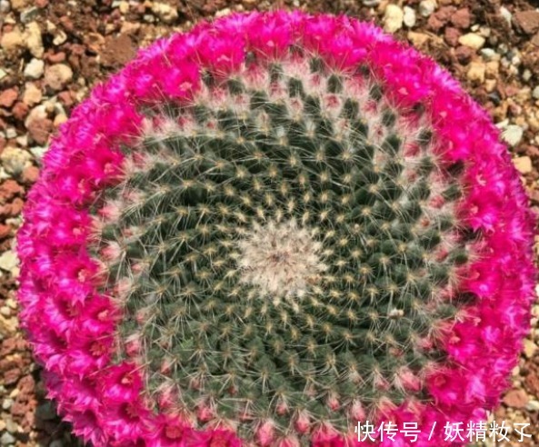 玉翁玉翁|他养了1盆“仙人球”,开花100朵,漂亮极了,大家都说头回见