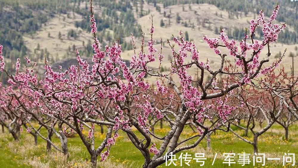 芭蕉|俗话说“一个绿萝七个鬼”,养绿萝真的好吗?老祖宗都有啥讲究