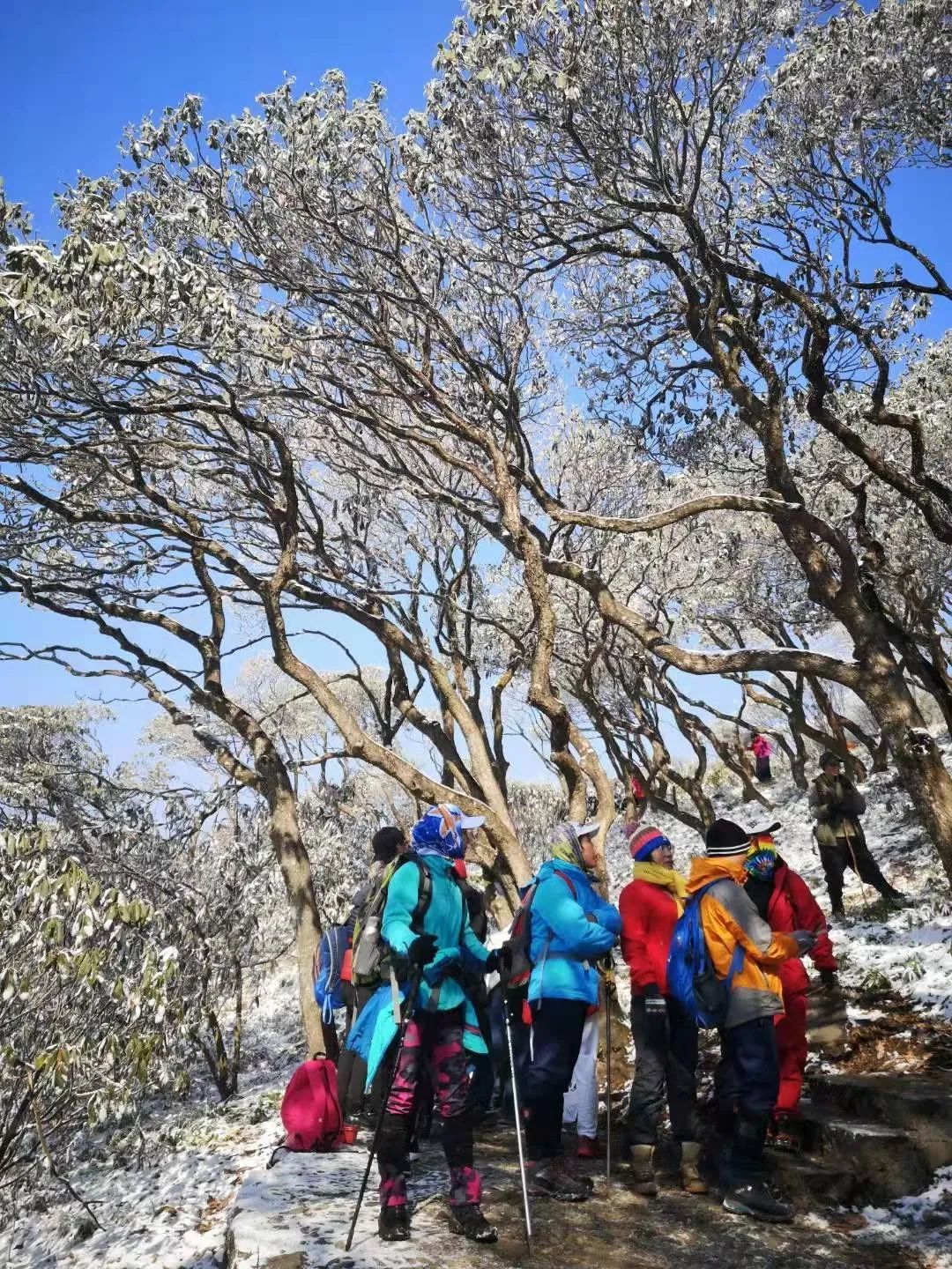 美景|华顶迎今年首场雾凇！天台山美景刷爆朋友圈！