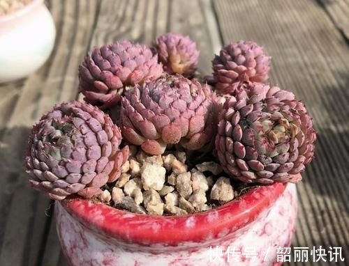 肉友们|氮磷钾肥养多肉,全盆栽成“胖娃娃”,让别人看了都羡慕