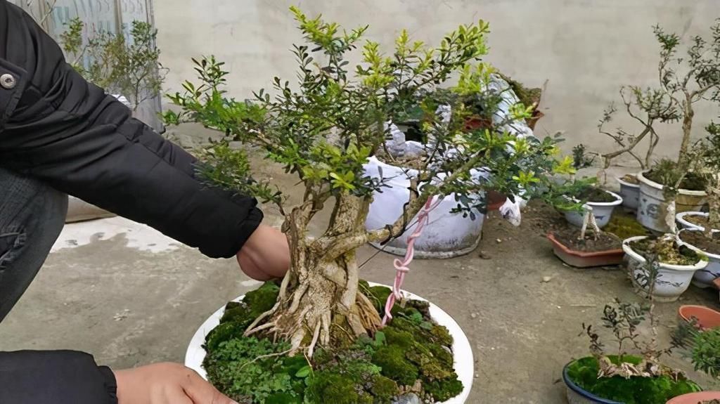 修剪|4种农村常见的树墩子,修剪一番变成高价值盆景,观赏性极高
