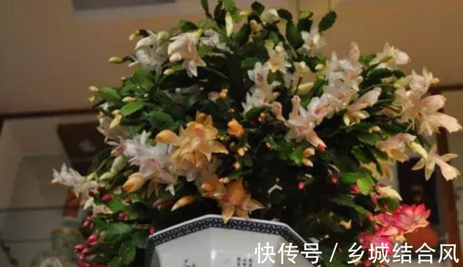 鸿运当头的蟹爪兰,用这些小妙招可以花开如海