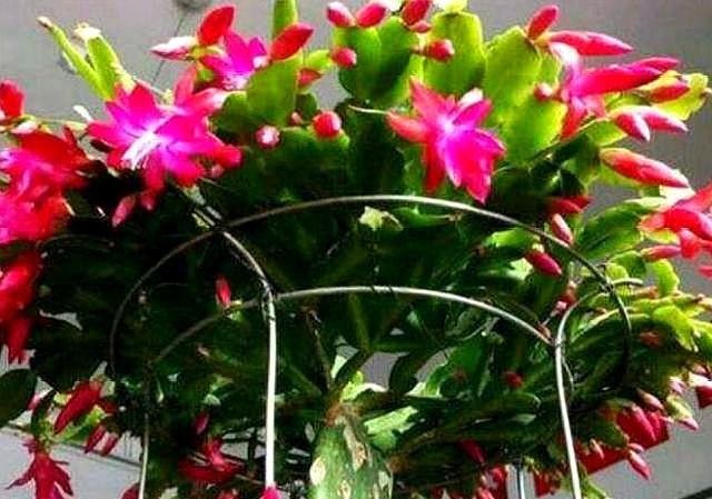 仙人掌叶片瘦弱“营养不良”,学会小“绝招”,一年变“壮汉”