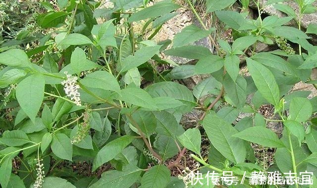 菌子|农村野生山萝卜,以前挨饿时候人才吃,现在一斤能卖30多