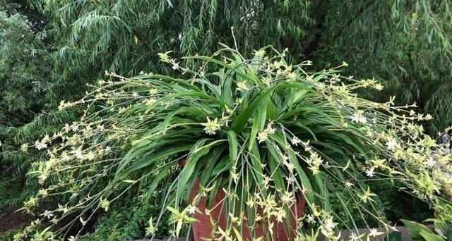 吊兰养出新花样,垂藤多如麻,如天女散花,还能养成独杆老桩子