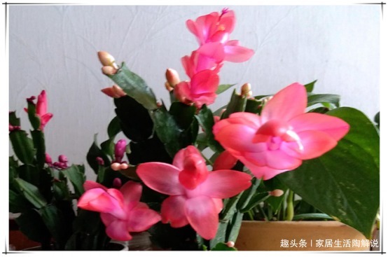 蟹爪兰“花困难户”花匠教你正确养护方法，蟹爪兰花开“爆盆”