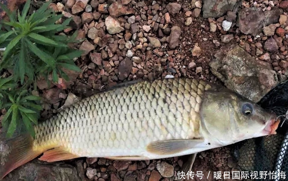 菜籽饼|夏天钓鲤鱼，不用花冤枉钱买窝料，你身边就有