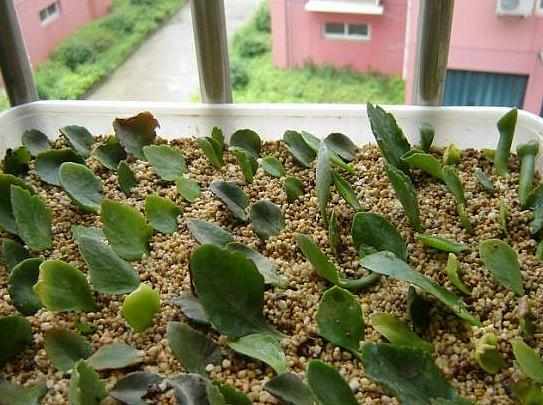 叶片|这6种花只用一片叶子就能繁殖出一大盆，根本不用花钱买！