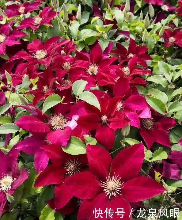 很好养的3种花,养室外养庭院里,一片繁花,芳香漂亮