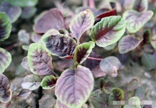 营养价值|埋没在田间的四种抗癌野菜,多数人嫌脏不吃,但是营养价值高