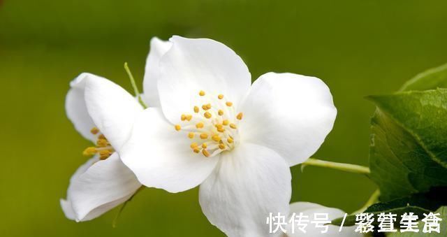 花旺|婆婆养茉莉花，从不施肥，只浇“2种水”，茉莉枝健、叶绿、花旺